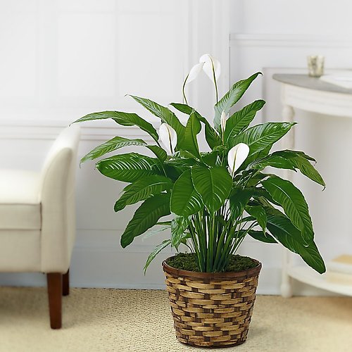 Tranquil Moments Peace Lily Plant (Spathiphyllum)
